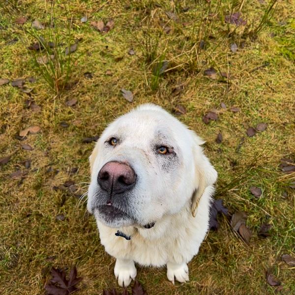 A white dog named Potter looks at the camera. He is sitting outside on grass. 