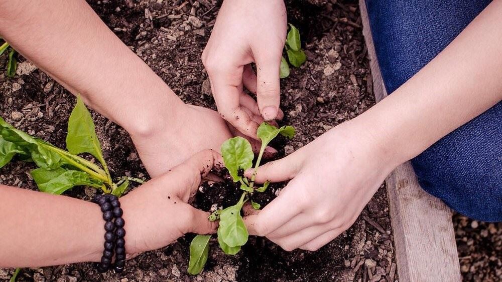 Three pairs of hands helping to plant a leafy green vegetable.