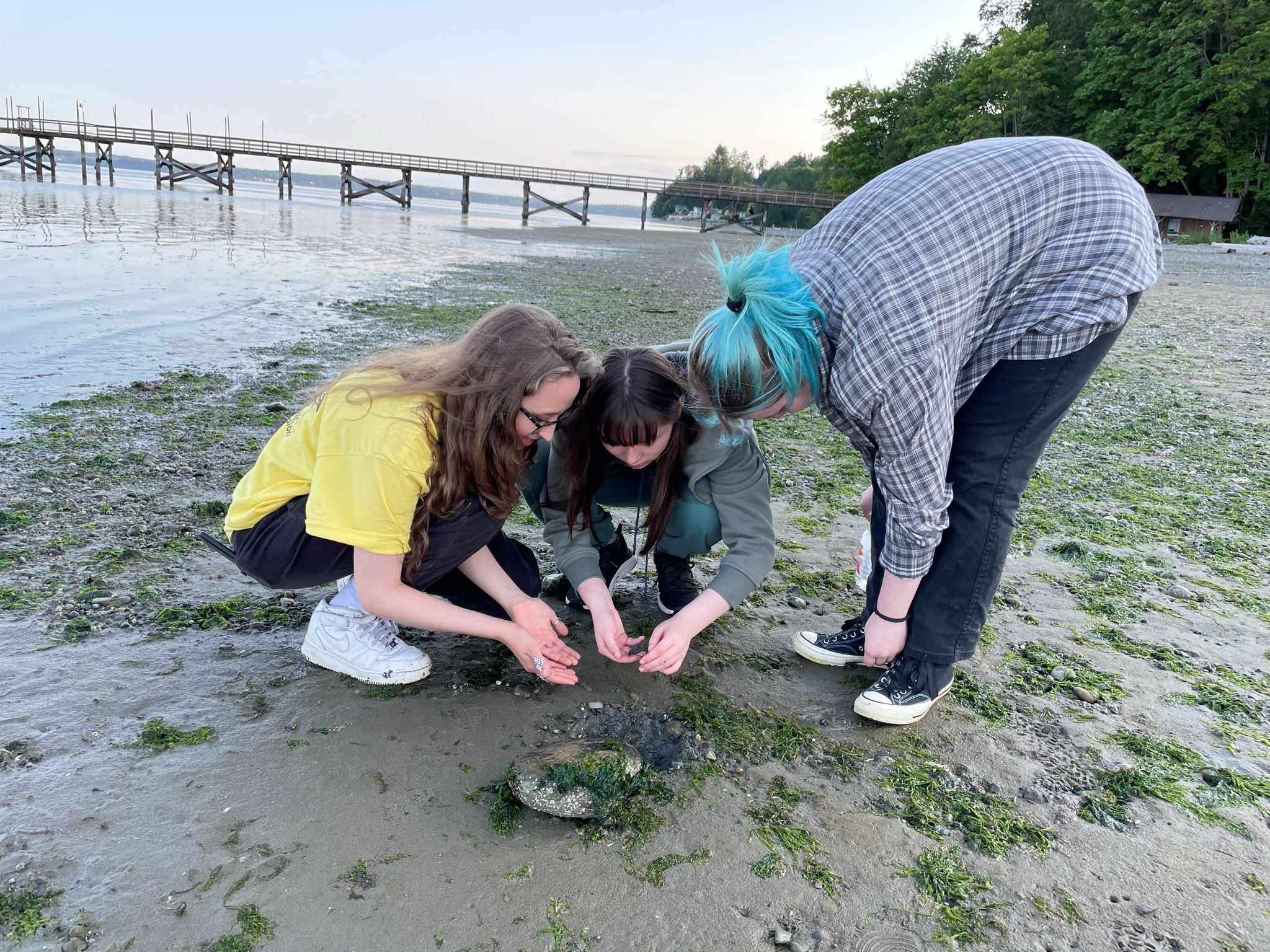 A group explores the beach and discovers aquatic life. 