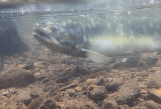 A female salmon with white, dead scales, having already spawned