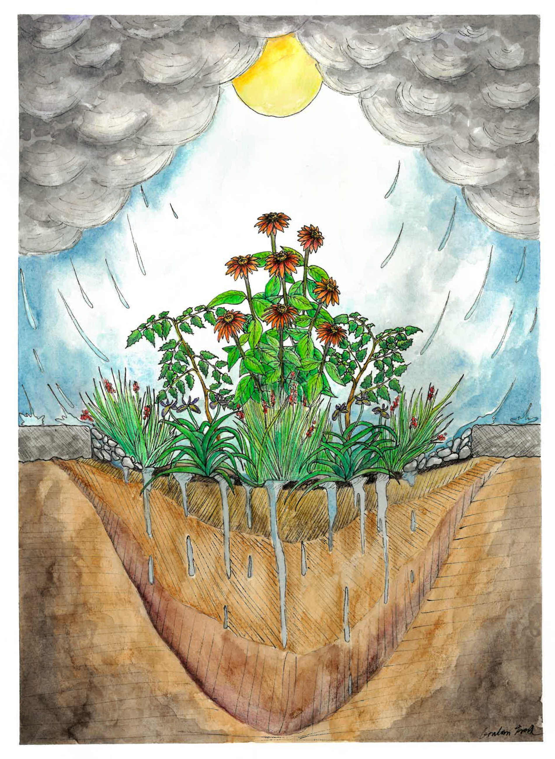 A painting that depicts a stylized version of Pierce Conservation District's rain garden
