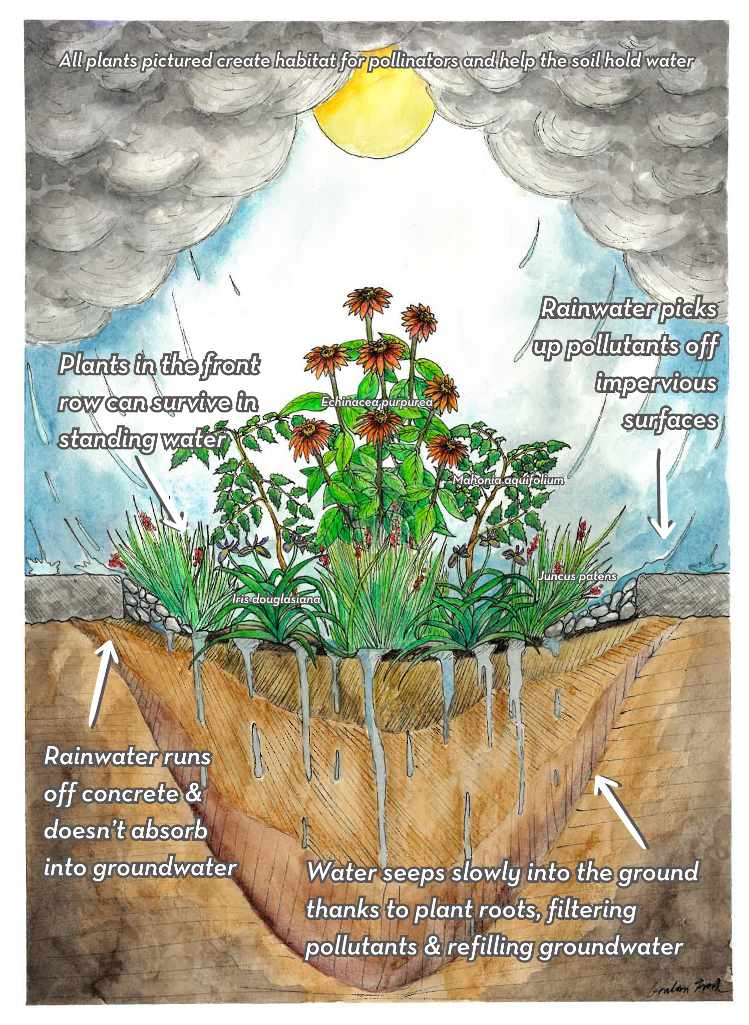 Graham's rain garden illustration labeled