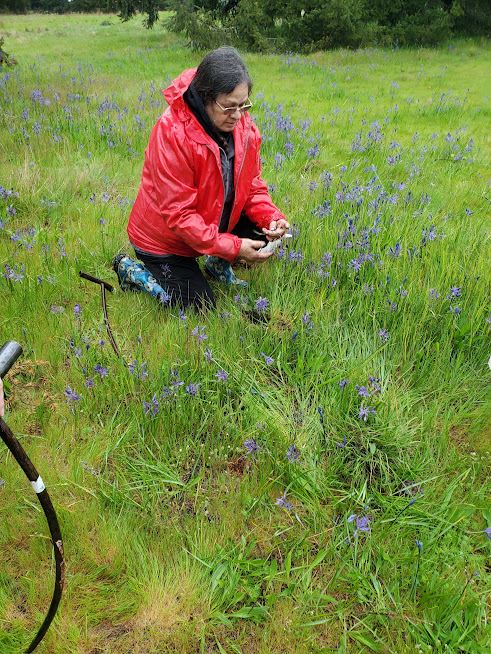 A tribal member wearing a red raincoat kneels to harvest camas in a grassy field