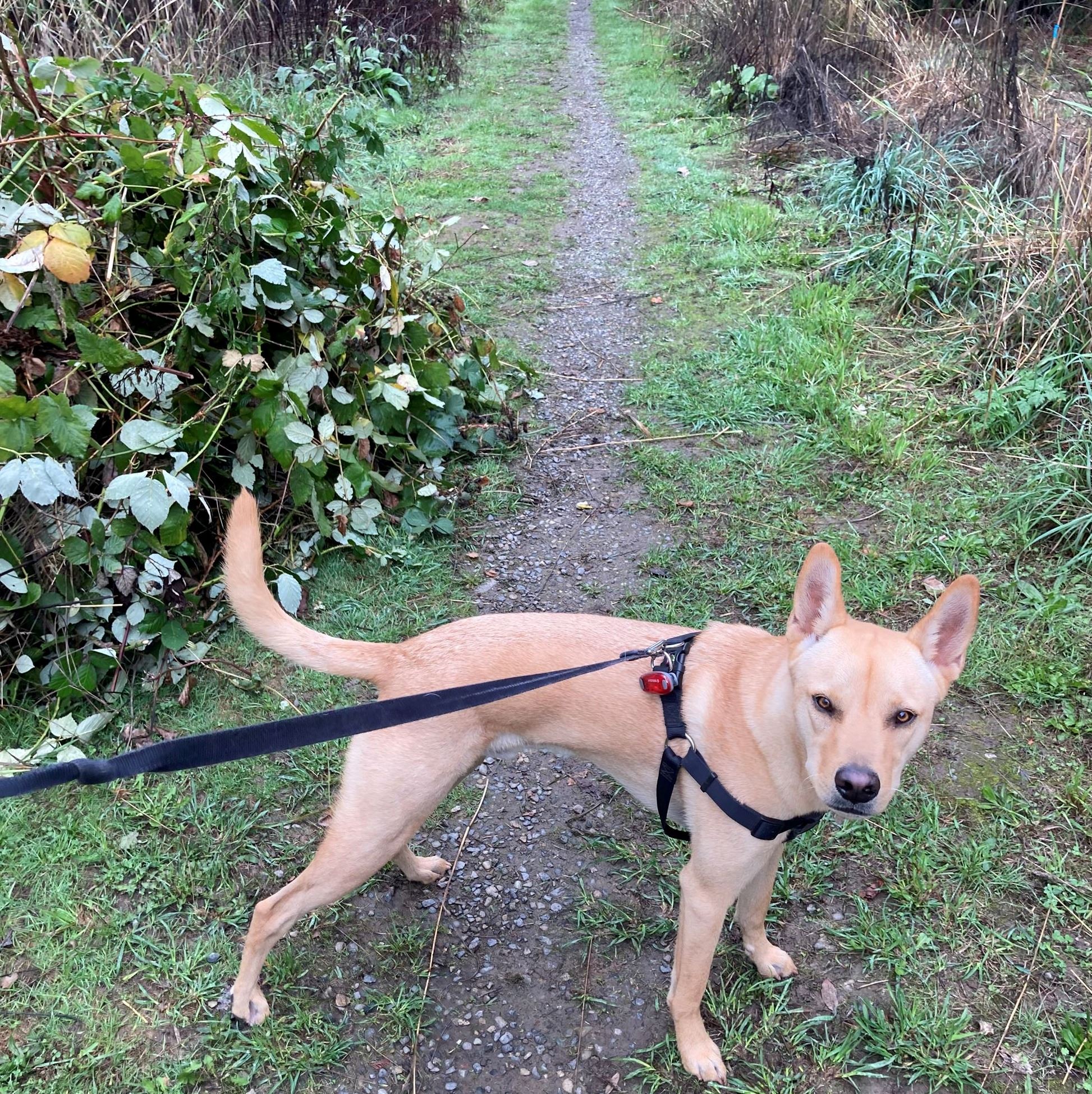 A blonde furred dog stands in front of a waste pile of invasive plants from a work party