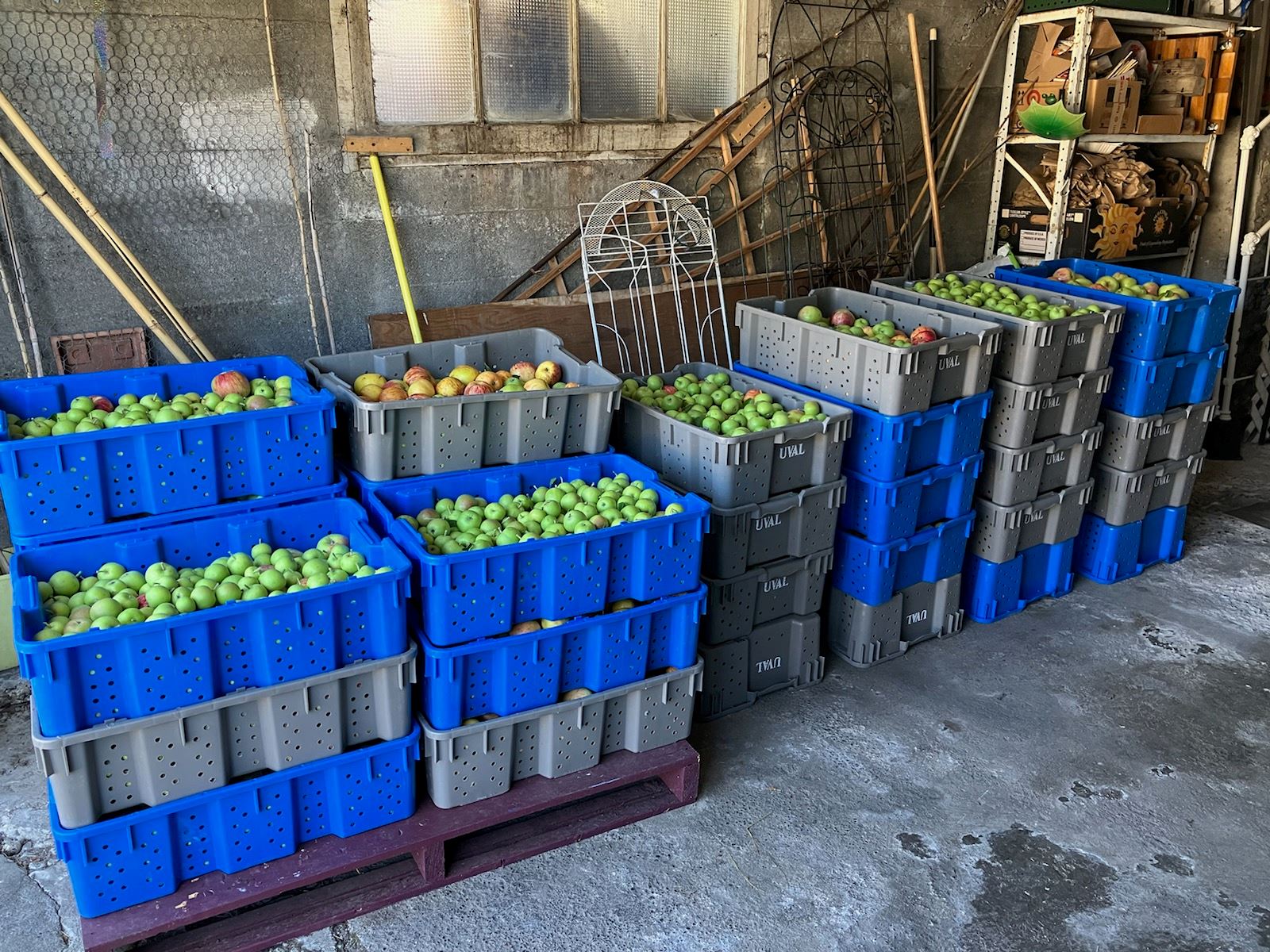 Grey and blue bins full of apples in a storage area.