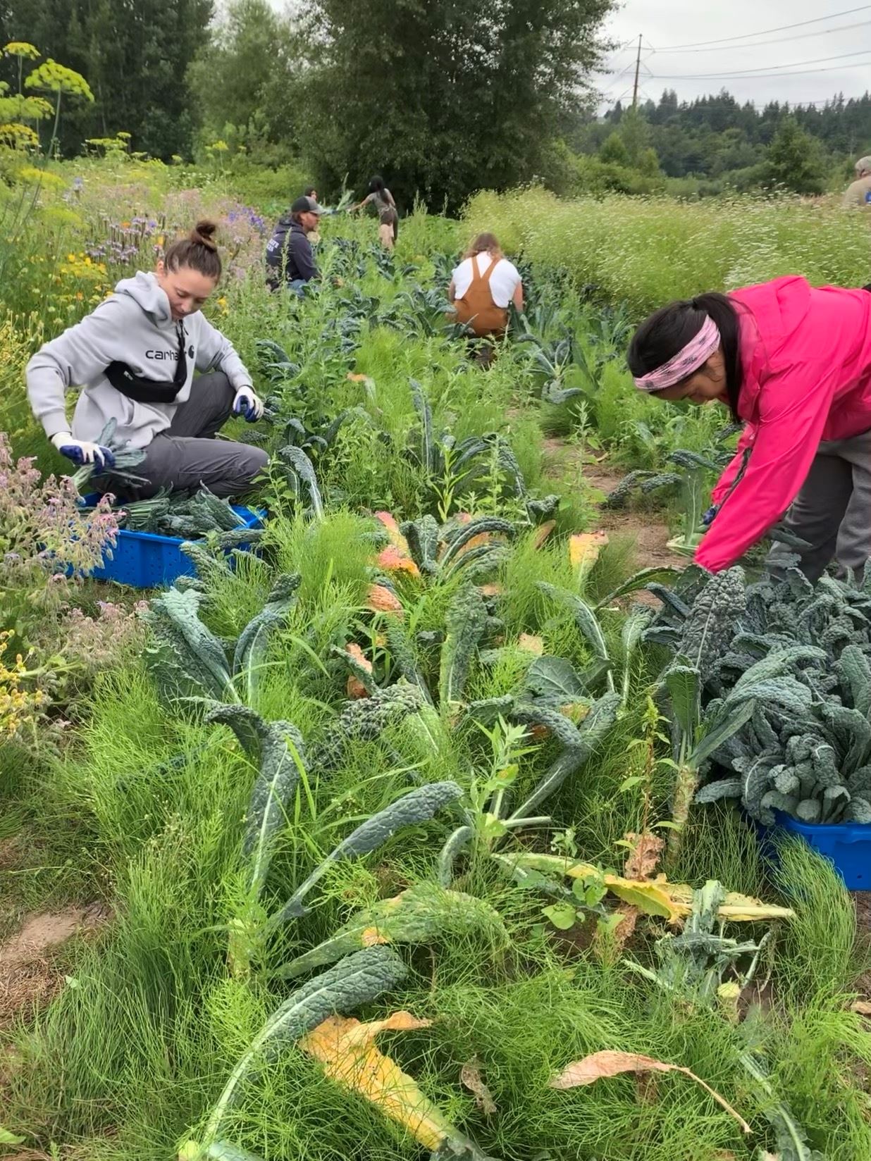 Four volunteers at a farm, kneeling down and harvesting kale for donation.