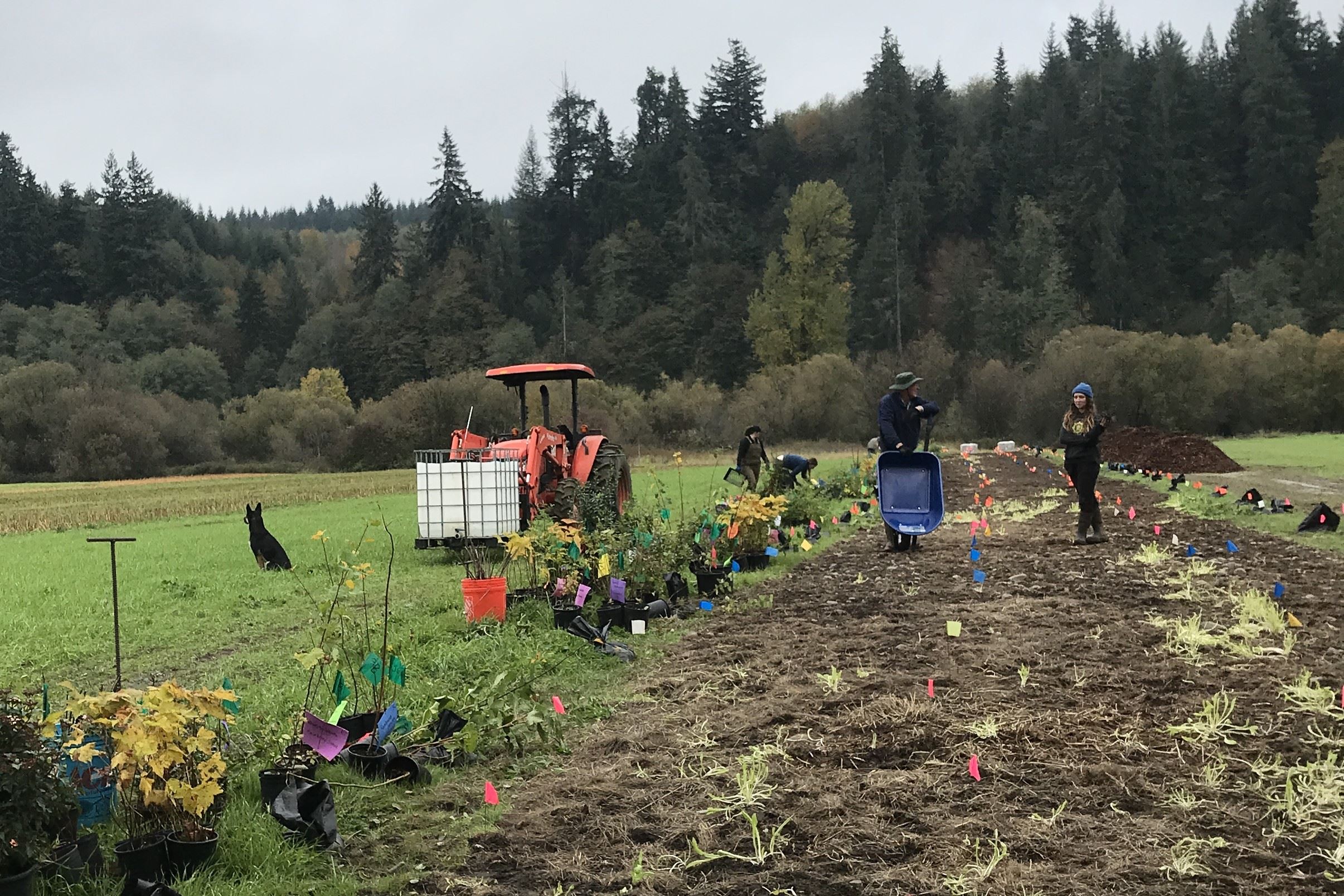 People work on planting at the hedgerow strip, while a dog sits looking outwards to the side