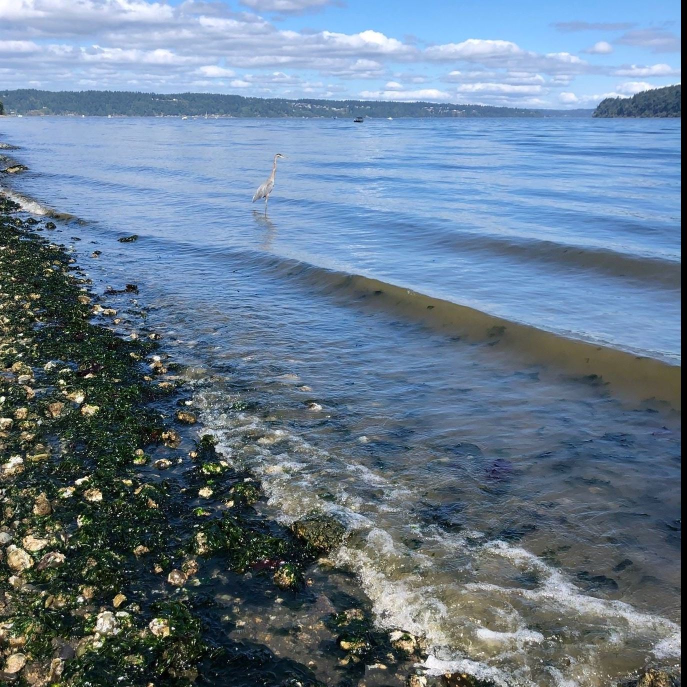 Tide coming in at the edge of Owen Beach