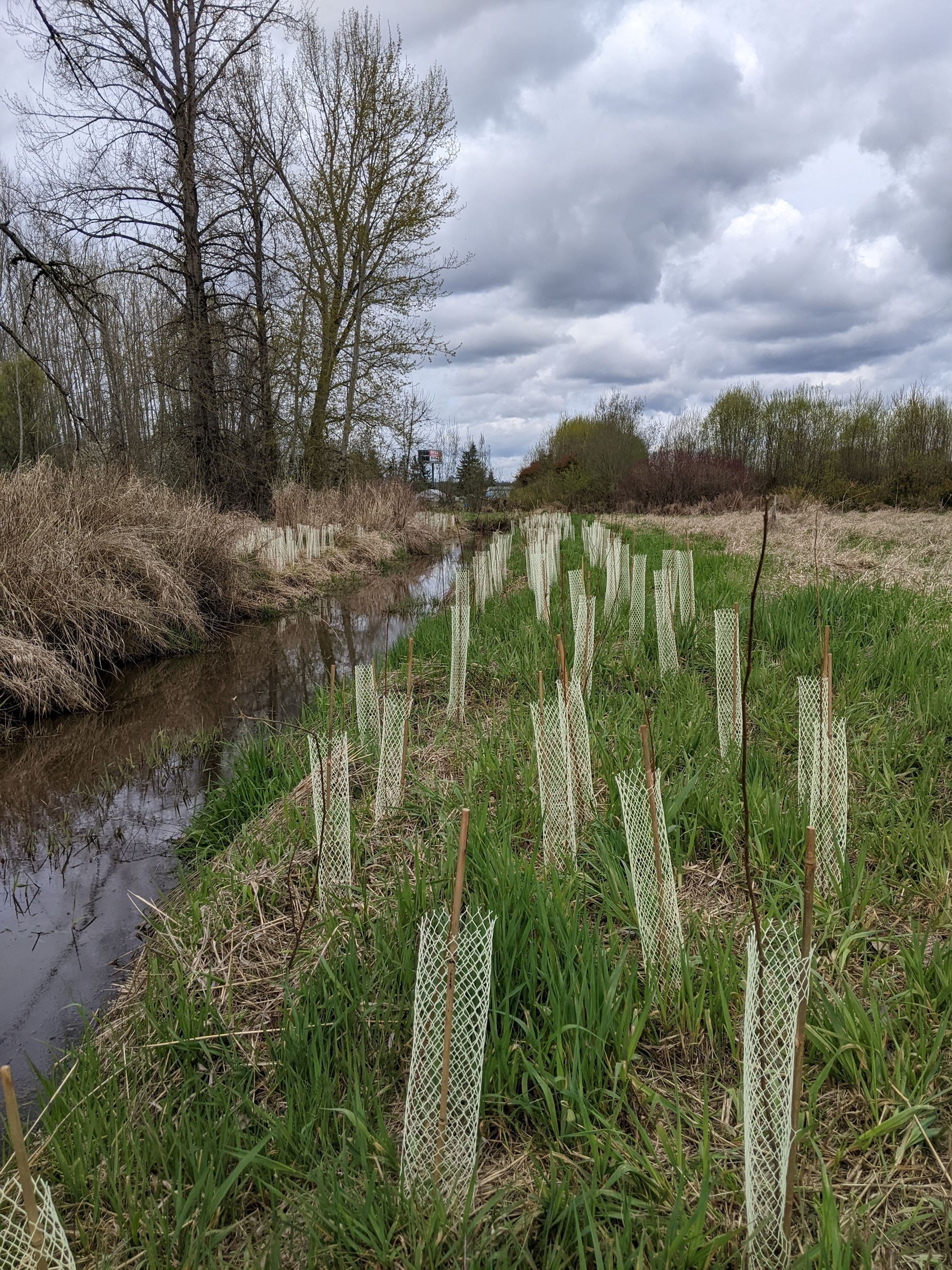 Native plants placed in a riparian buffer, funded by Sustainable Farms and Fields Funding
