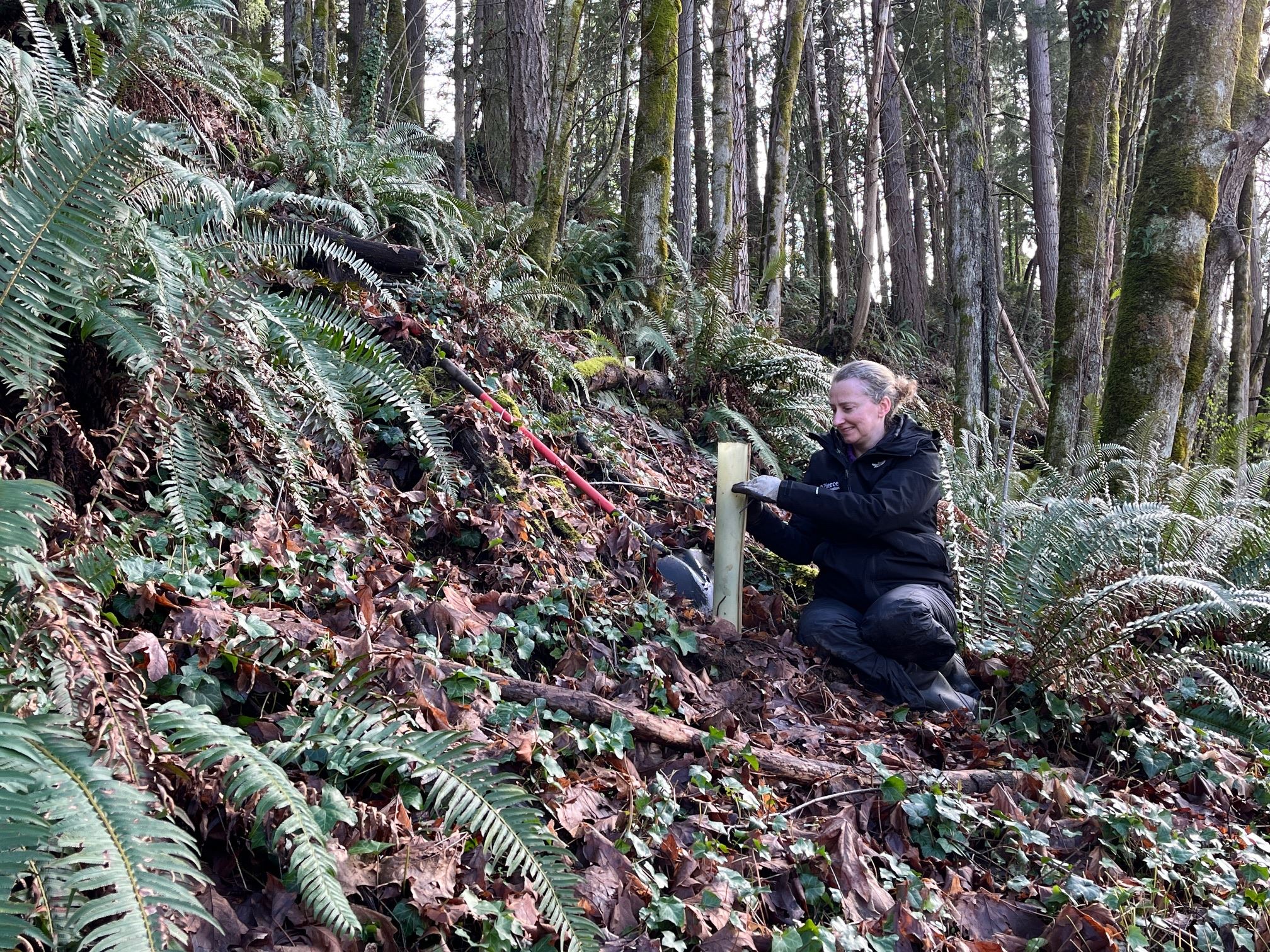 A staff member in a forest is installing a tree tube around a newly planted tree.