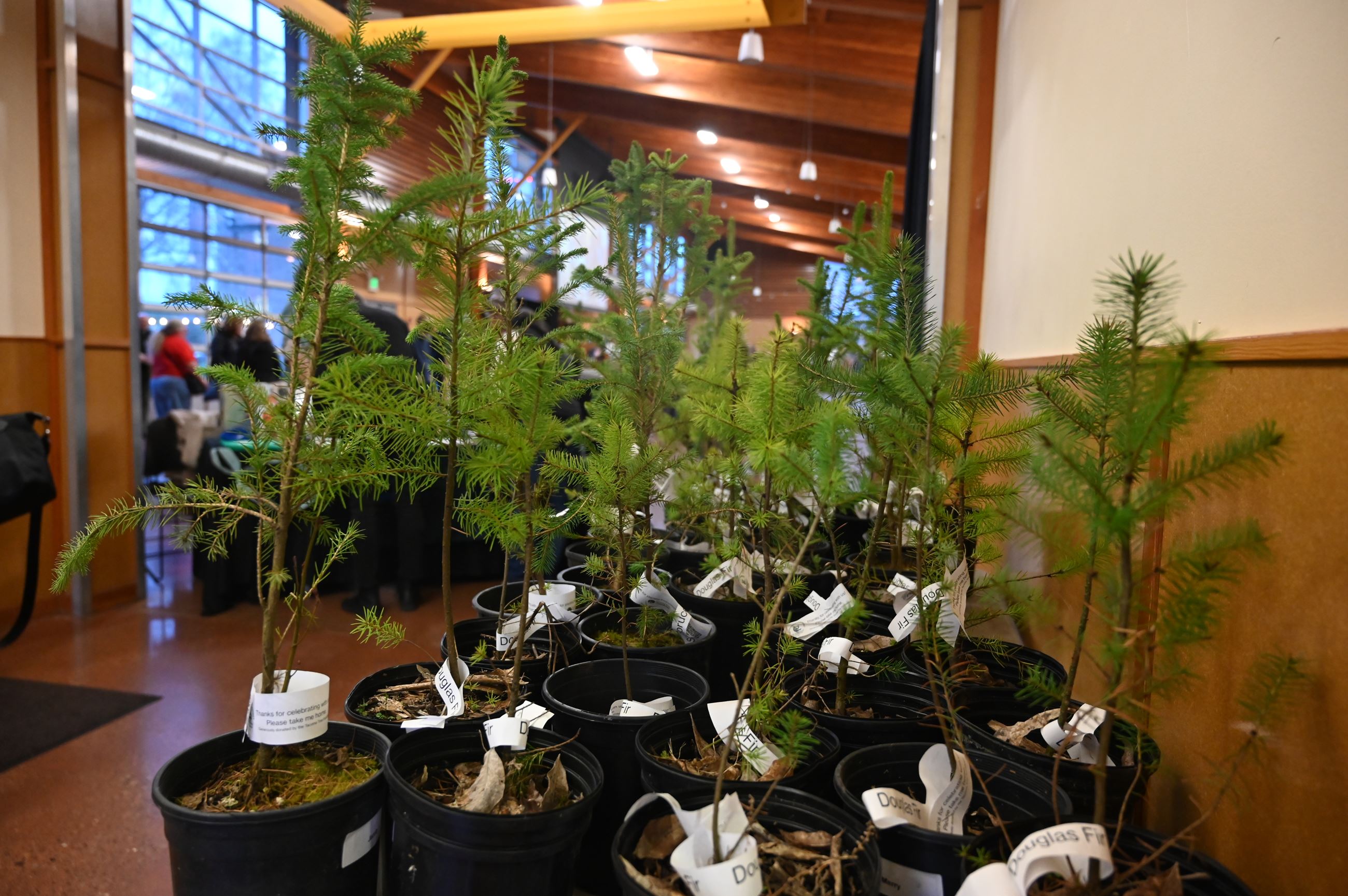 Trees donated by Tacoma Tree Foundation lined up on a wall.