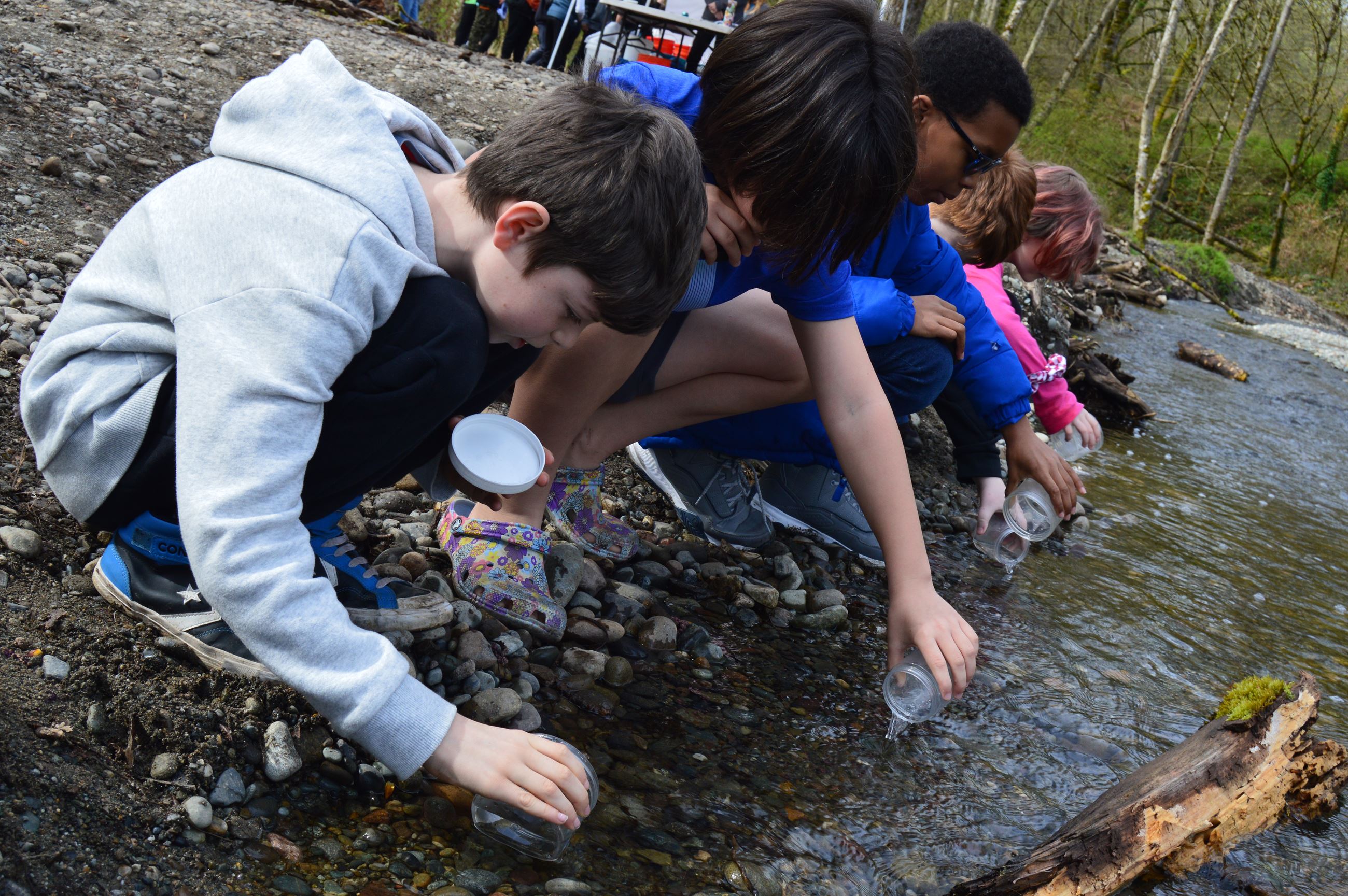 Students releasing salmon fry into Swan Creek.