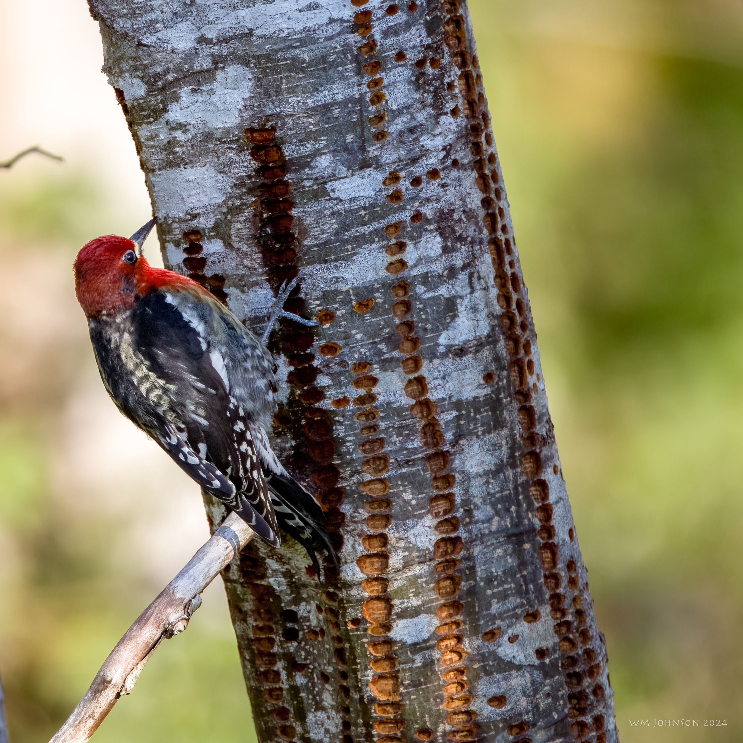 A red-breasted sapsucker clinging to the side of a tree with holes in it.