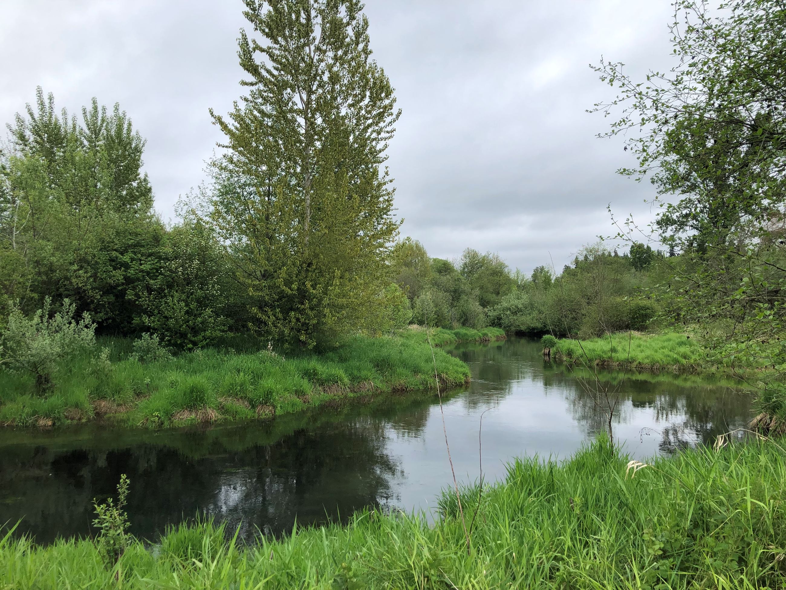 A picture of part of the creek's span at the edge of Peck Property