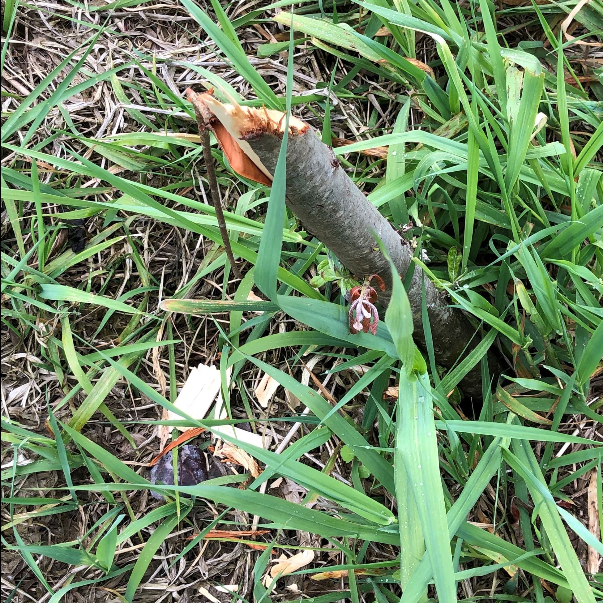 Photo evidence of beavers chewing on some wood at Peck Property