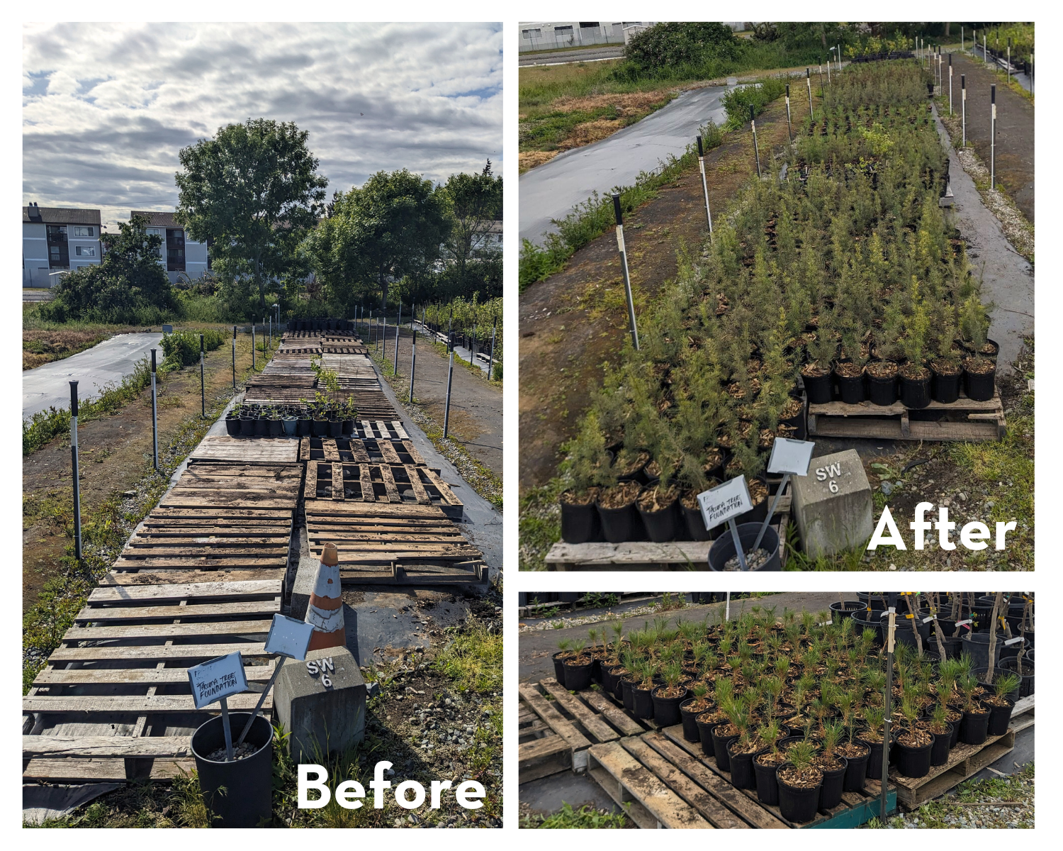 Pallets before and after potted trees were placed on them