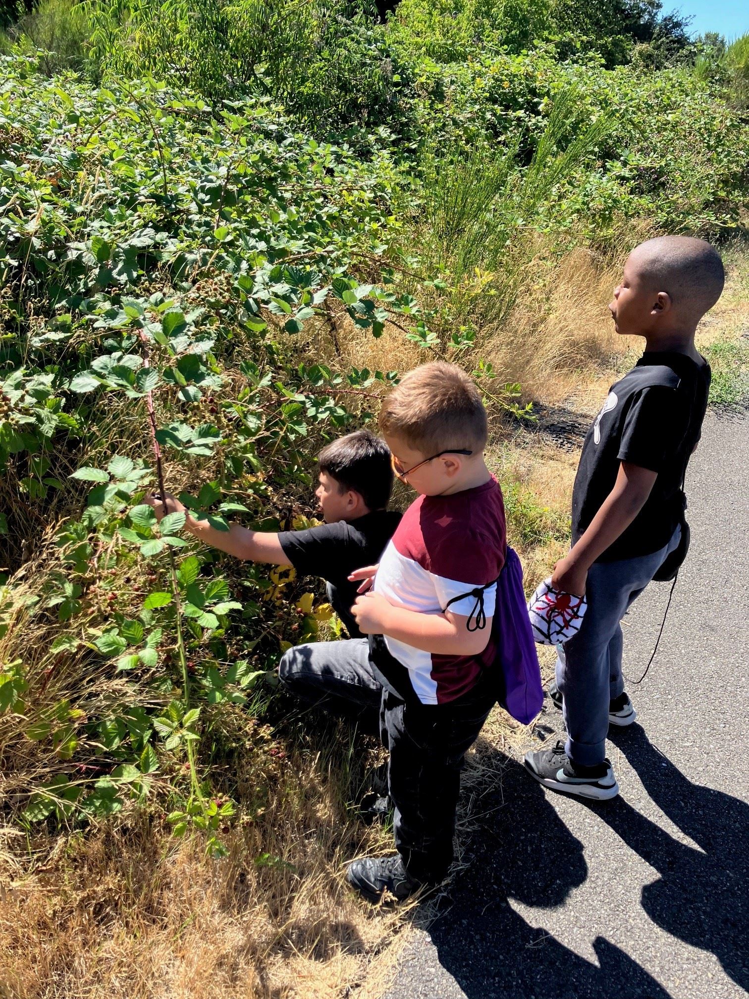 Students picking blackberries at eco-camp