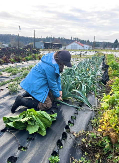 A farm harvesting vegetables at Goss Incubator Farm.