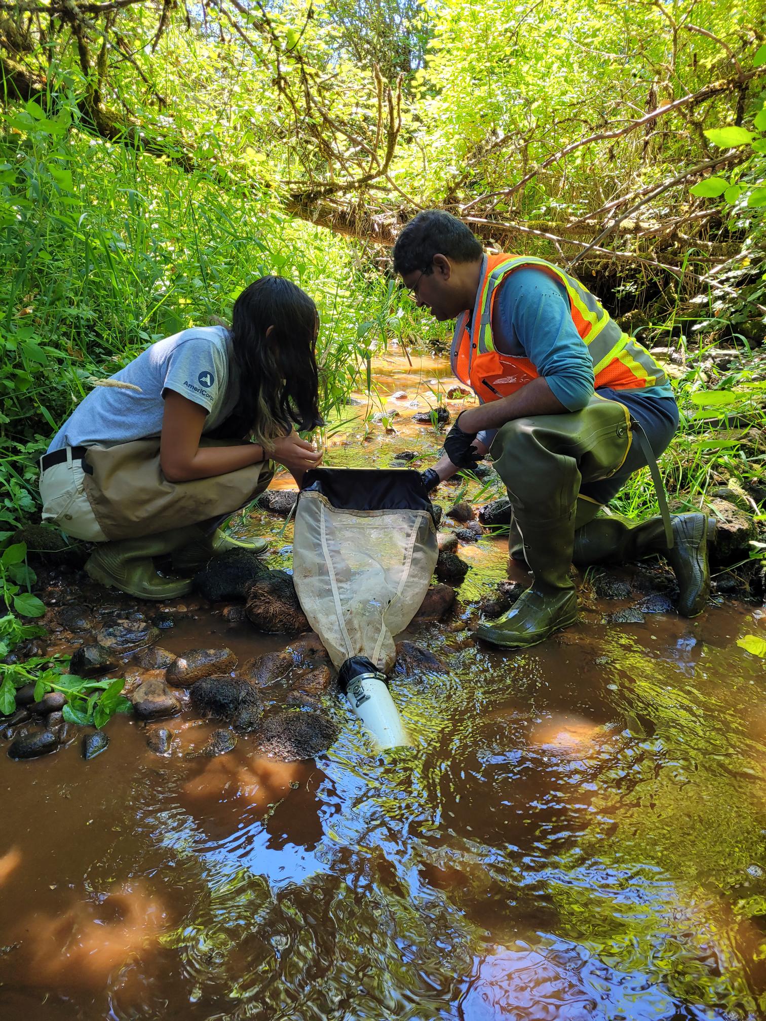 Two volunteers assisting PCD in catching macroinvertebrates with a drop net at a creek. 