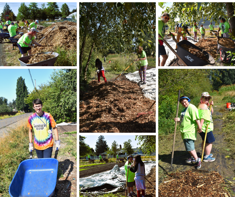 Campers shoveling wood chips into wheelbarrows, raking mulch along a hedgerow, driving a wheelbarrow