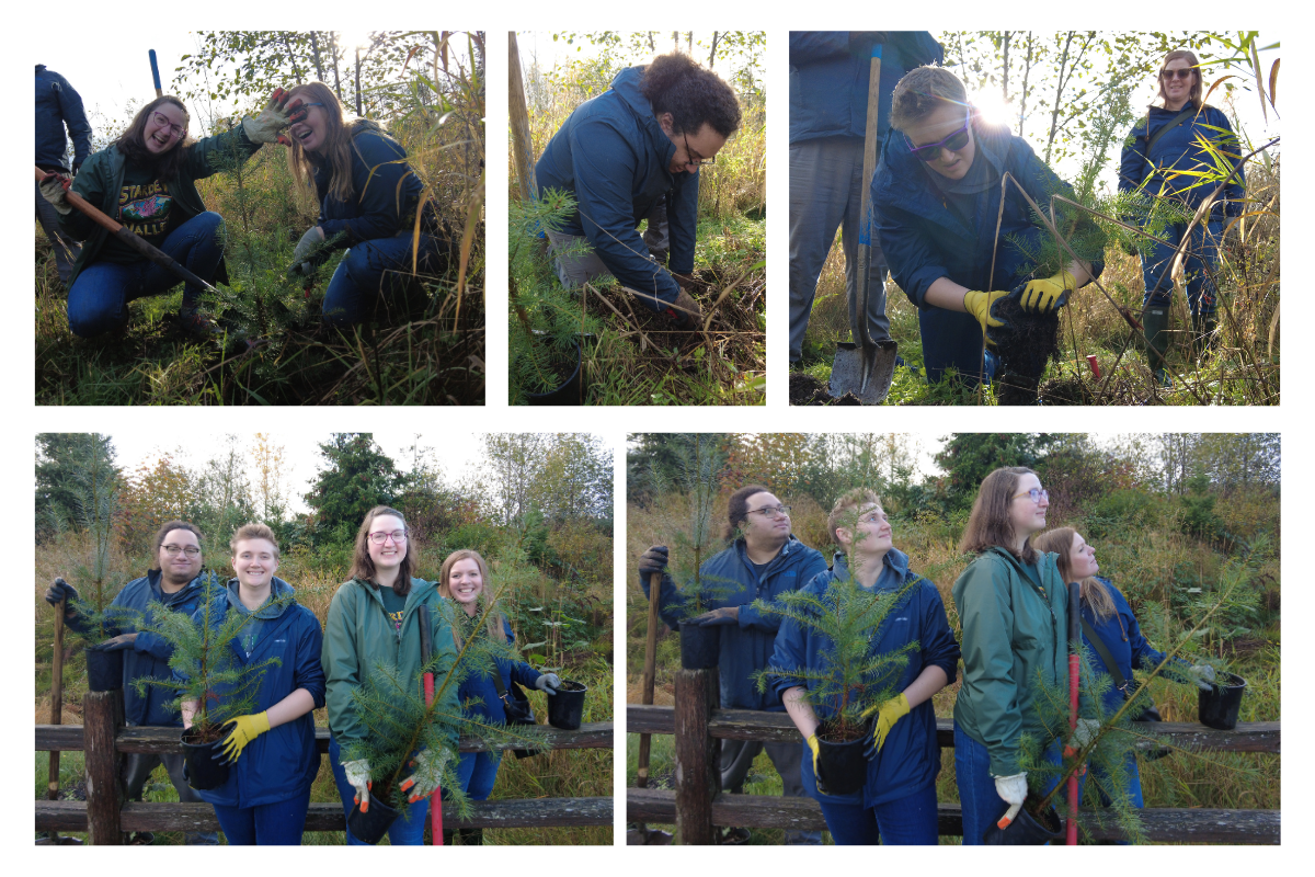 Pictures of smiling volunteers as they plant Douglas Fir saplings