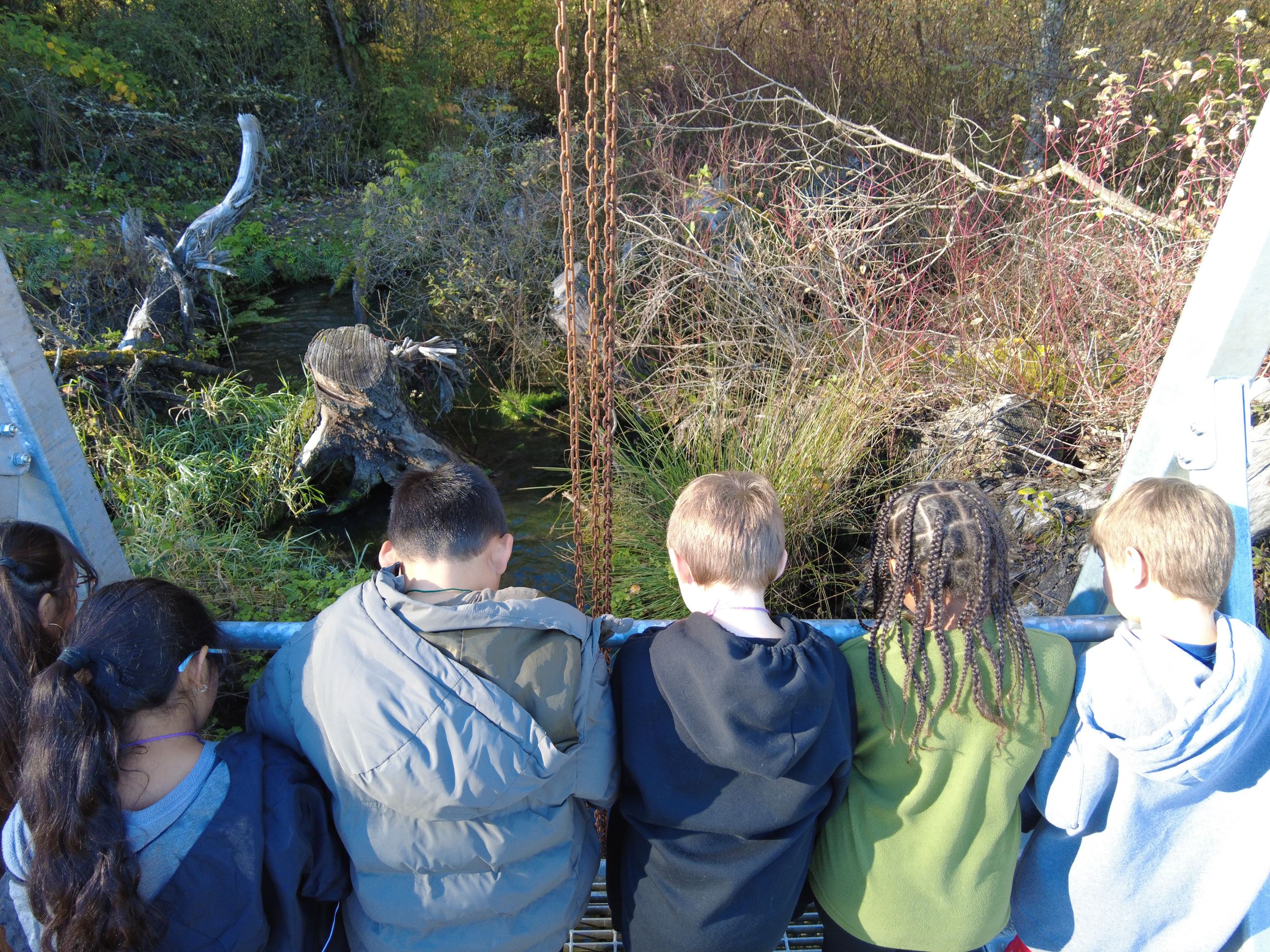 Students observe salmon returning in clarks creek.