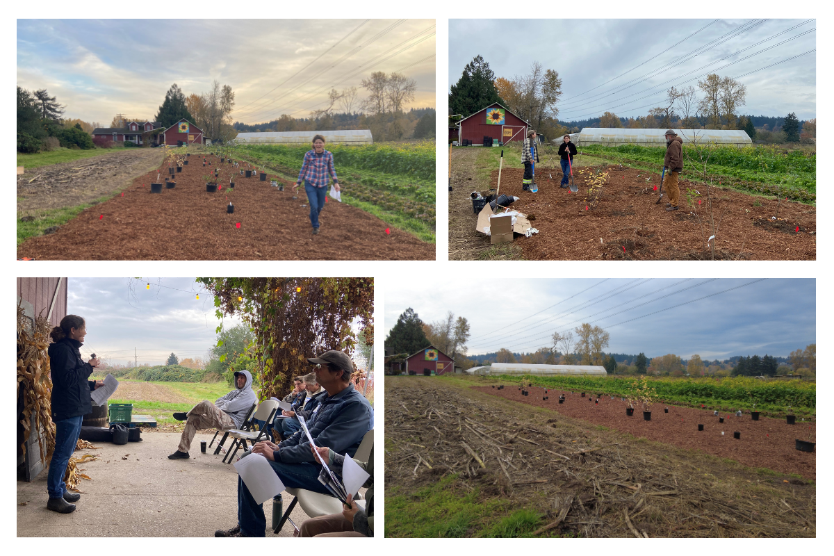 collage of the pollinator hedgerow installation at Wild Hare farm