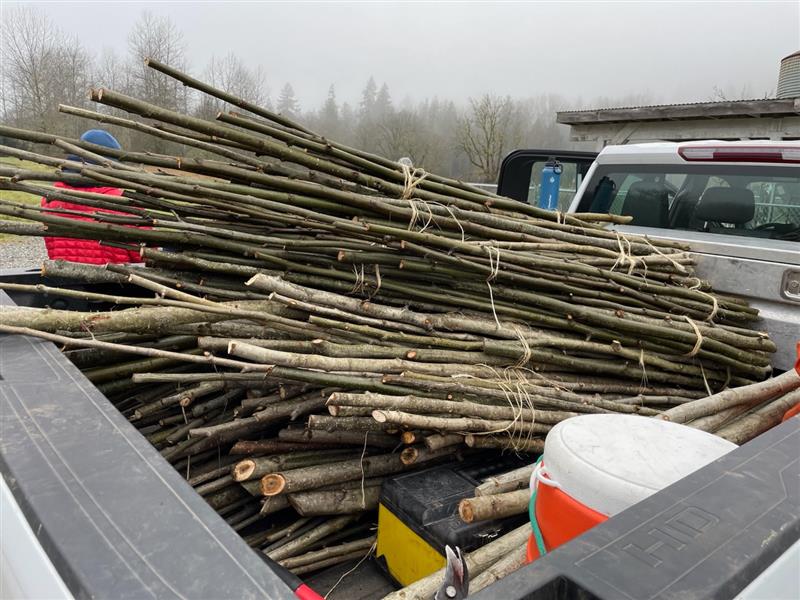 A truck with a bed full of live stakes