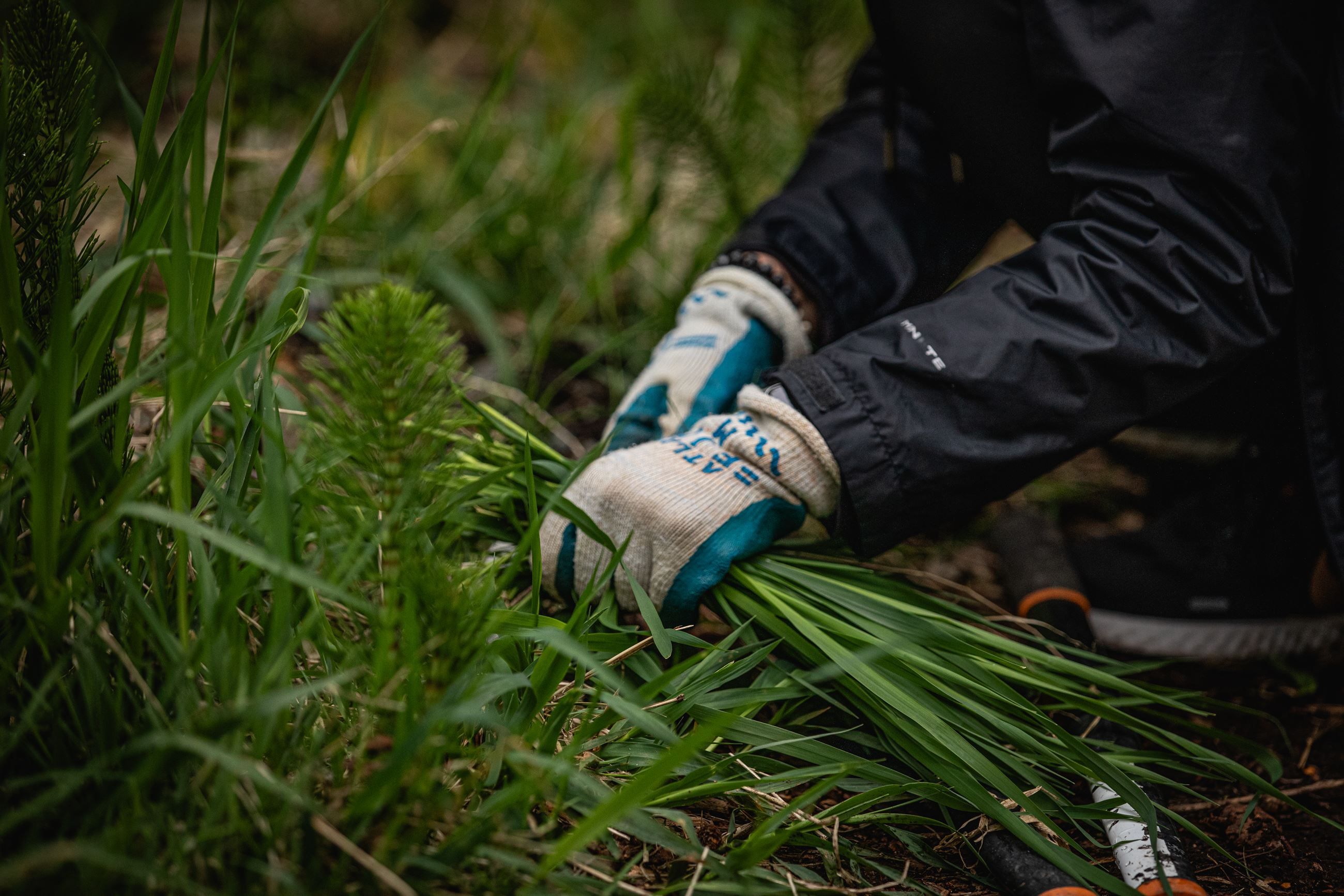 Gloved hands pulling invasive species from Whittier Park.