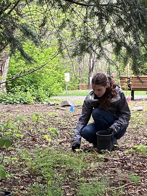 A volunteer pulling invasive Norway maples at Adriana Hess Wetland Park
