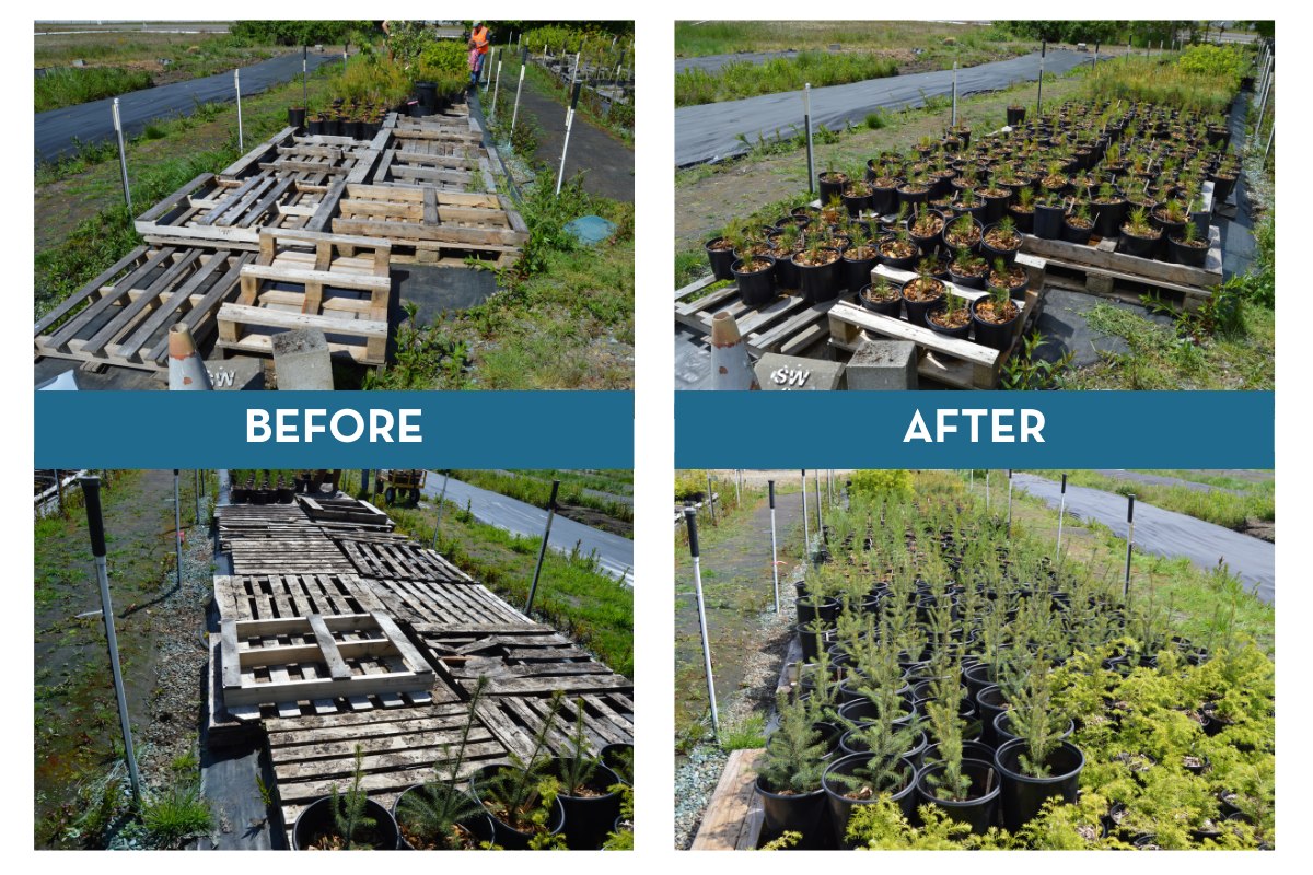 The wooden pallets before and after having tree saplings placed on them