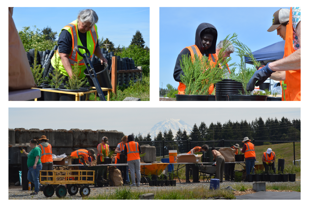 Collage of people potting at tree potting party