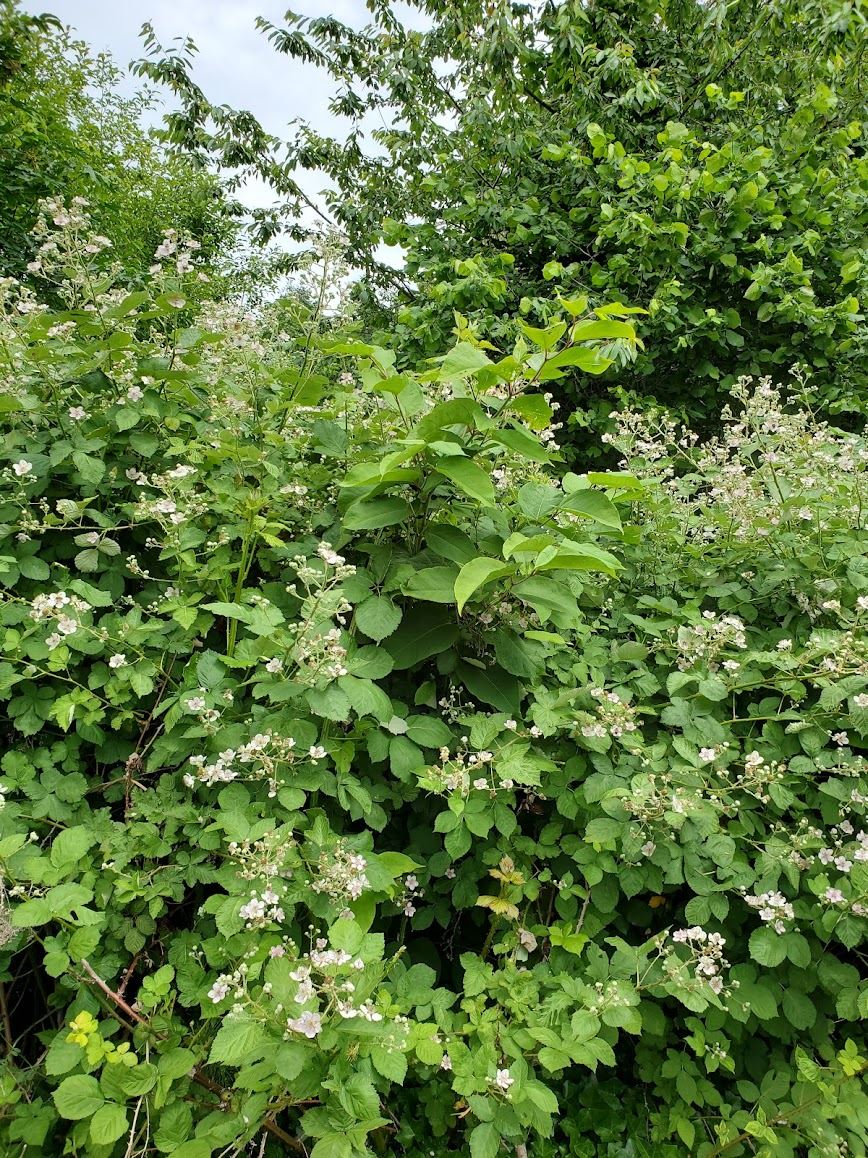 Knotweed on Bohlman prop untreated 20210610