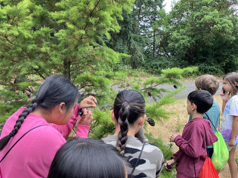 Students view fir needles through hand lenses