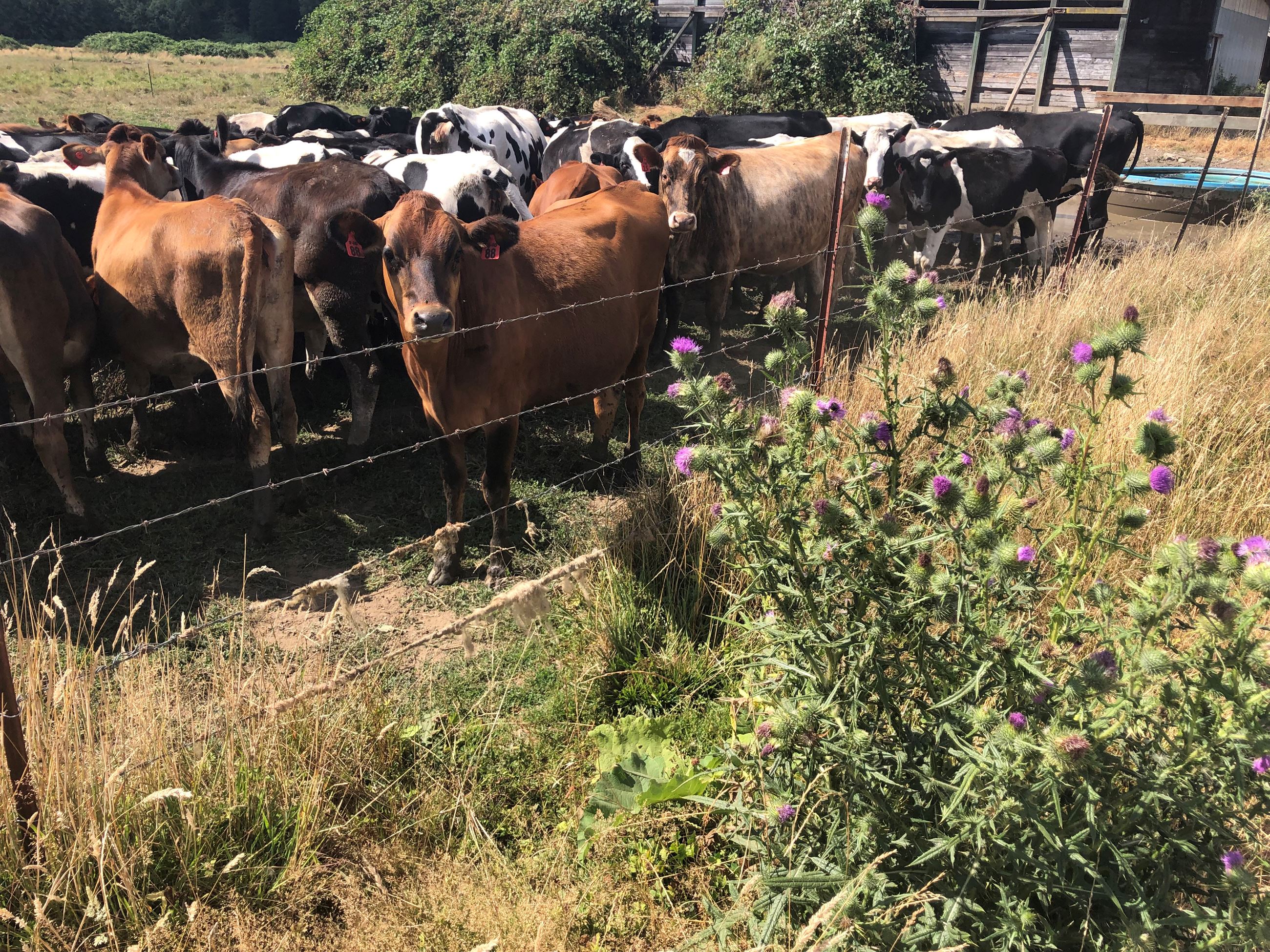 A group of cows fenced in on a farm property, with thistle blooming nearby.
