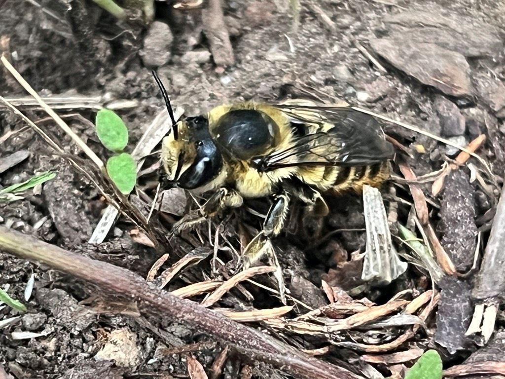 A female leafcutter bee in a pile of brush