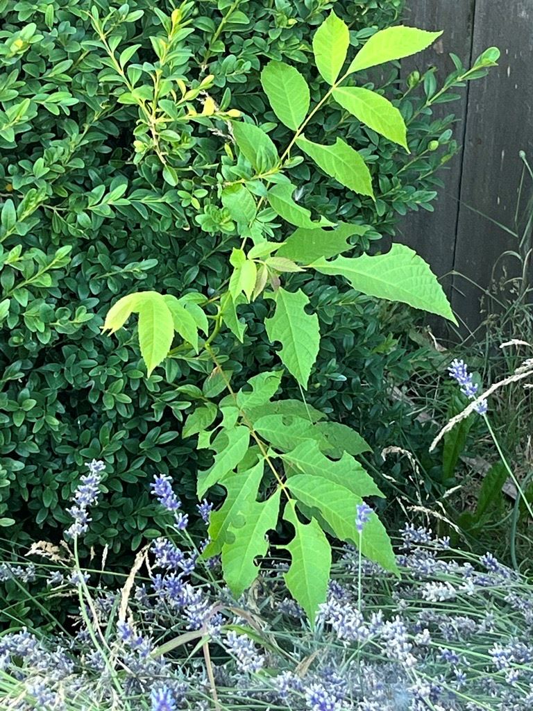 A plant that has holes made by leafcutter bees in its leaves