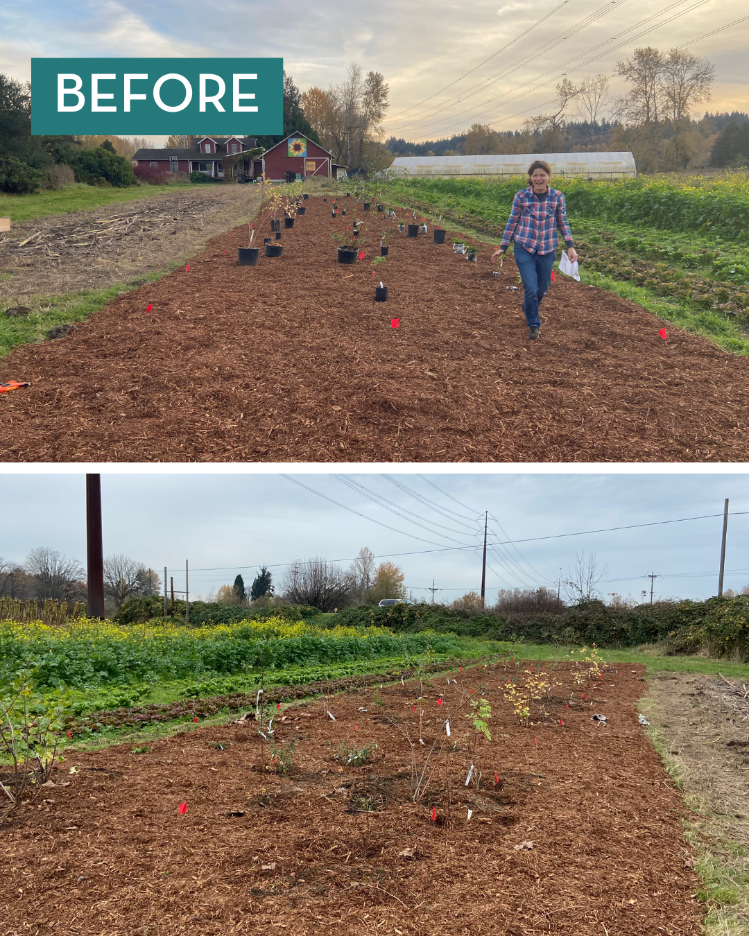 Before images of Wild Hare Farm with a newly planted pollinator hedgerow