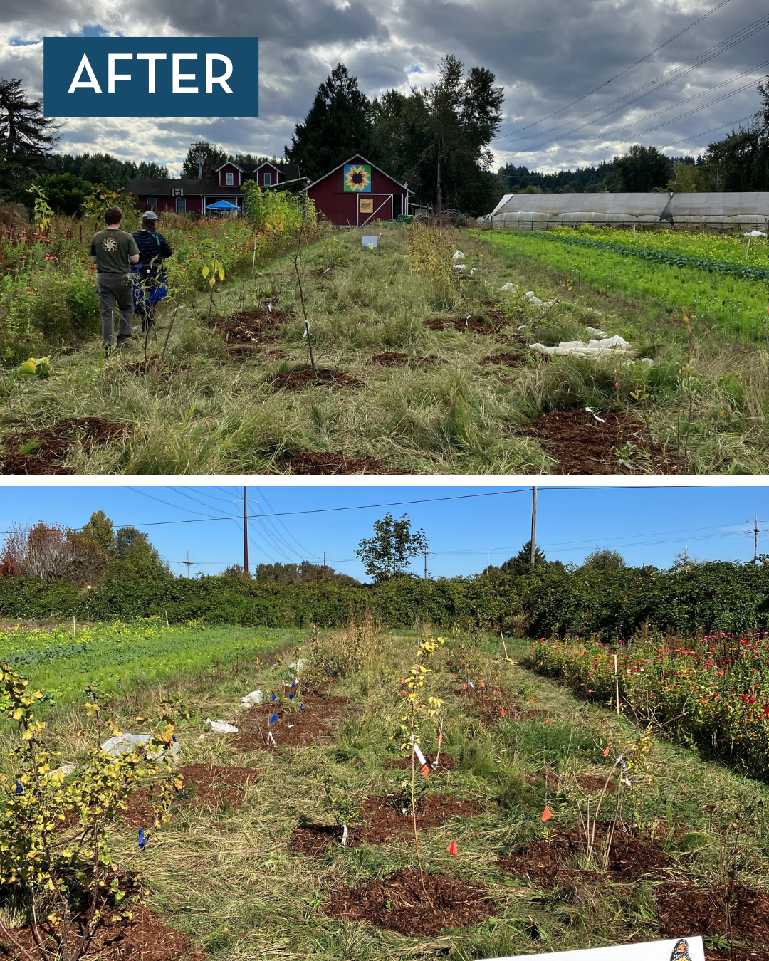 After images of Wild Hare Farm showing their hedgerow after a year with plants surrounded by mulch.