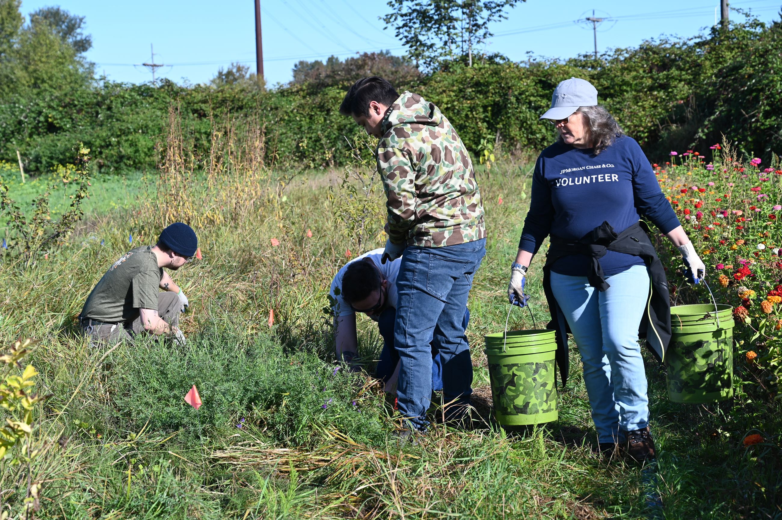 Volunteers carrying buckets and using grass knives to care for pollinator friendly plants.
