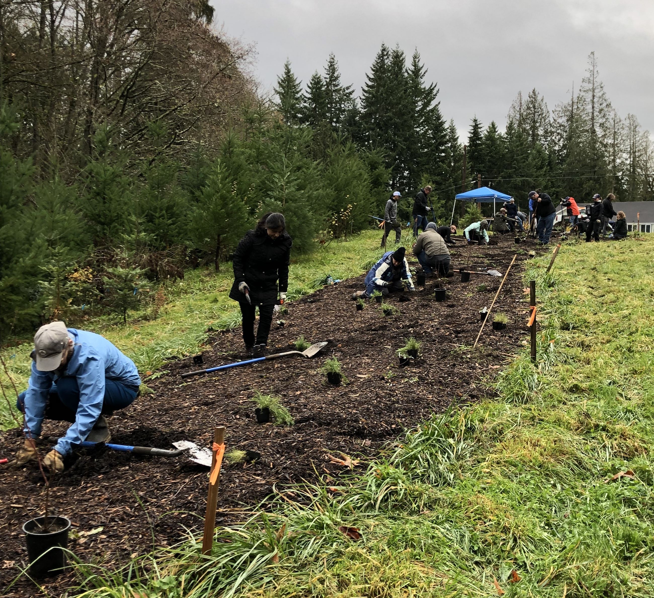 Volunteers working on a strip of dirt at Dead Man's Pond in Puyallup.