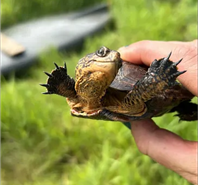 A western pond turtle with its front legs up.