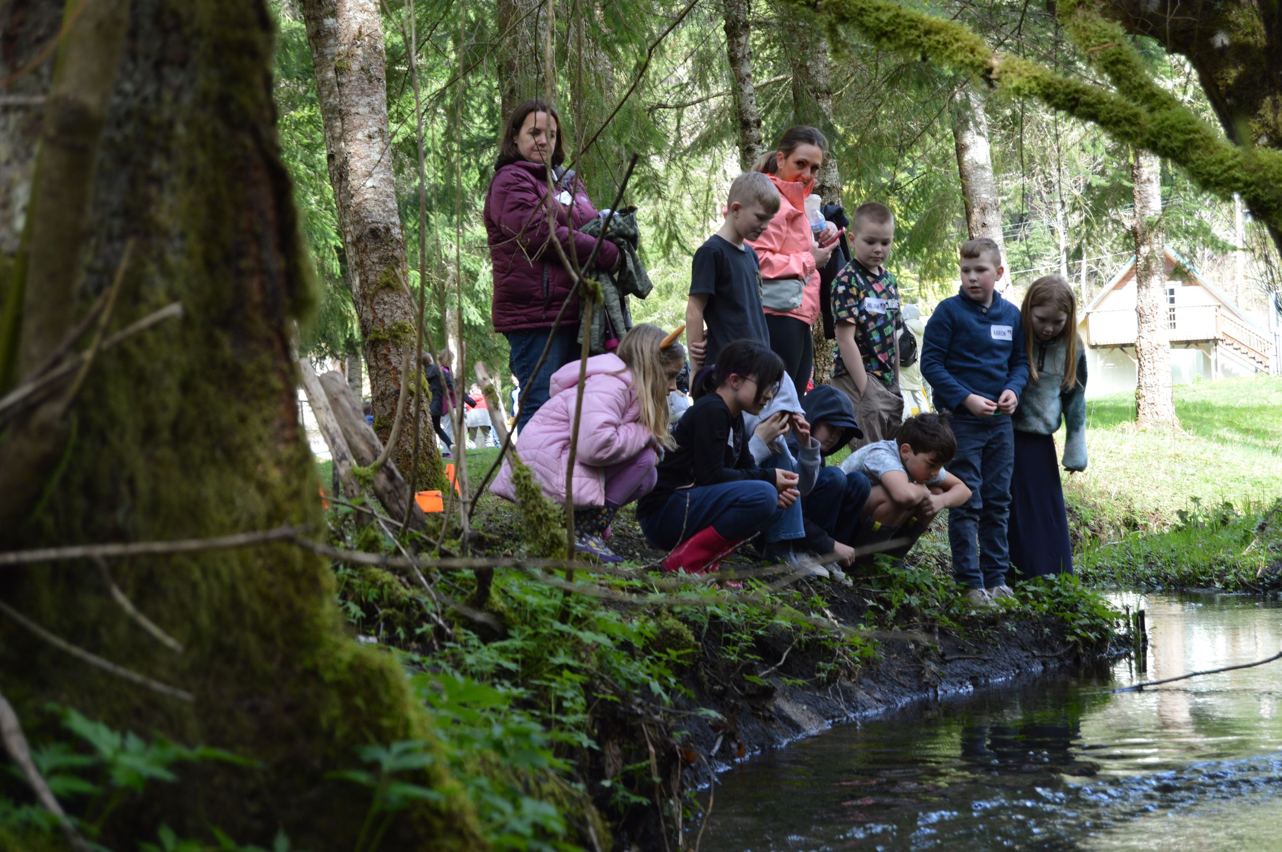 Students releasing salmon on the left bank of a creek.