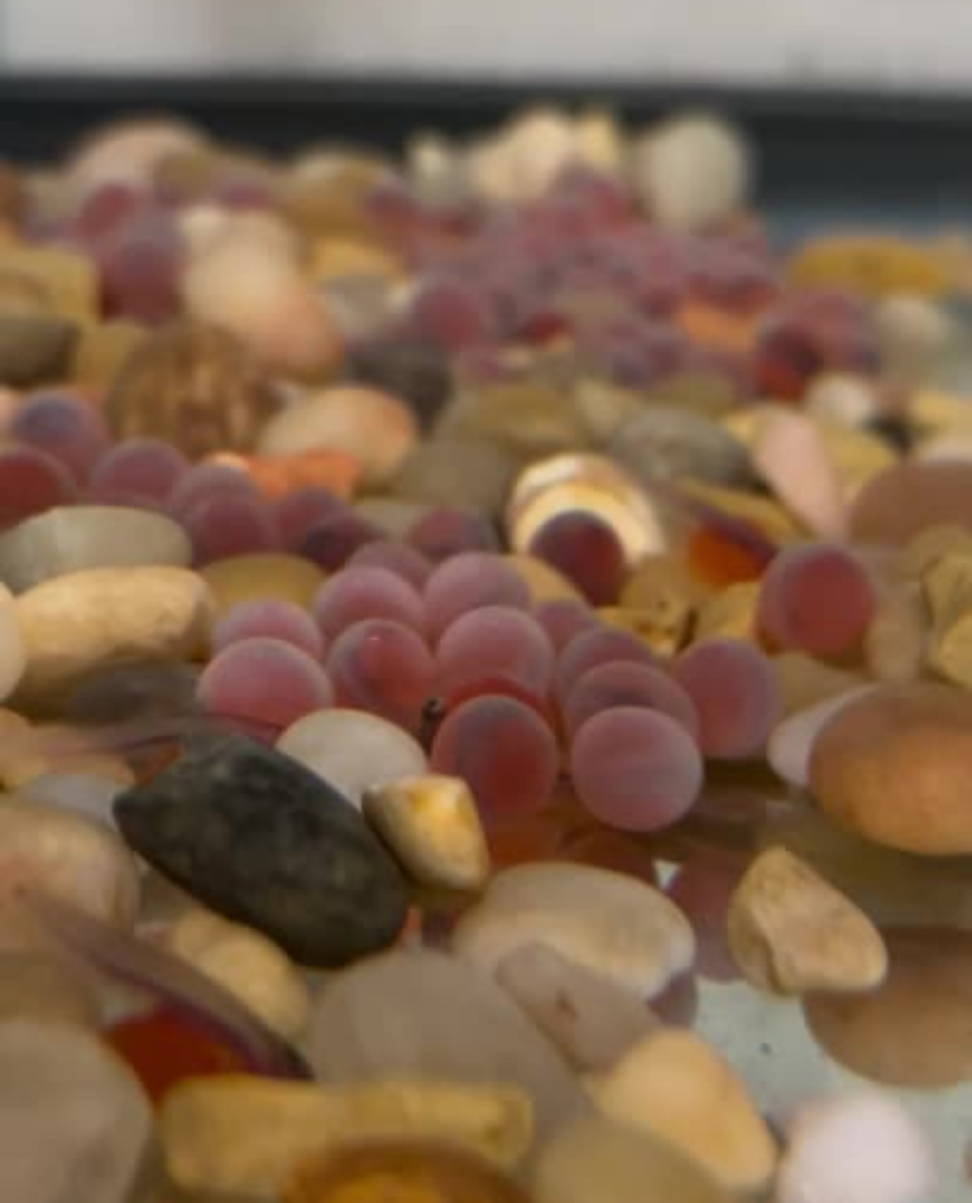 Recently hatched alevins swimming amongst sediment.